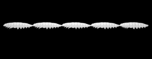 Libra Kunstaas Larva Multi 001 Wit Kaas 25st