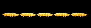 Libra Kunstaas Larva Multi 008 Donker Geel Chee 25st