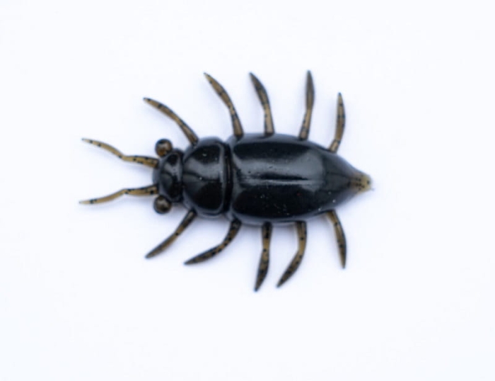 FishUP Maybug 1,3 #043 - Watermelon BrownBlack 5s.jpg