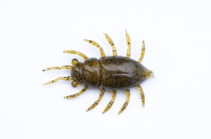FishUP Maybug 1,3 #074 - Green Pumpkin Seed 5 stuks