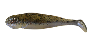 Realistische Shad Zwaardvis 7cm J7 019 10st