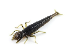 FishUP Duikvis 5cm #043 Watermel Bruin Zwart 8st