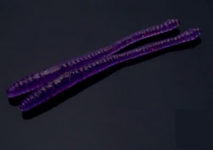 Libra Lures Dying Worm 70mm Cheese Col.20 15pc